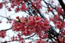 Ngày xuân ngắm mai anh đào